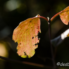 2011-10-23 152 automneD7000