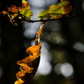 2011-10-23 213 automneD7000