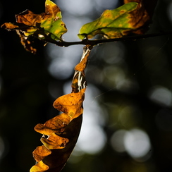 2011-10-23 213 automneD7000