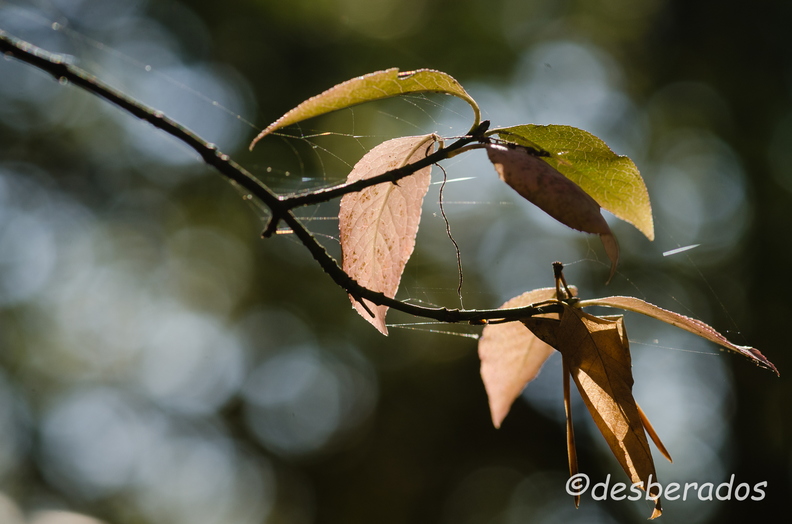 2011-11-13_67_roseeD7000.jpg