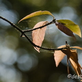 2011-11-13 67 roseeD7000