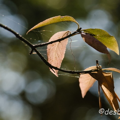 2011-11-13 67 roseeD7000