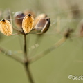 2011-11-20 109 roseeD7000