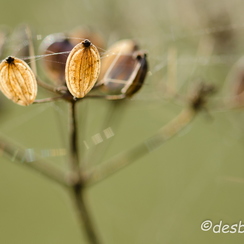 2011-11-20 109 roseeD7000