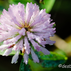 2011-11-20 117 roseeD7000