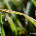 2011-11-20 164 roseeD7000