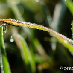 2011-11-20 164 roseeD7000