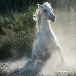 2012-08-13 318pont-de--gauD800