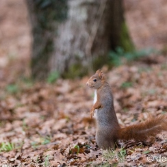 2014-01-05 61montbD7100