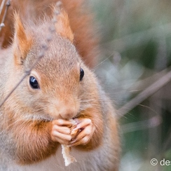 2014-01-05 80montbD7100