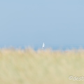 2013-07-21 180prefaillesD800E