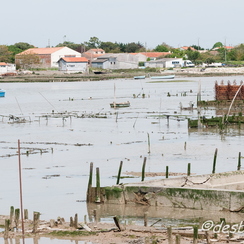 oleron-31