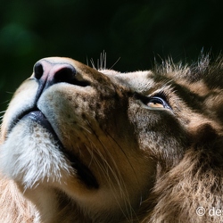 beauval