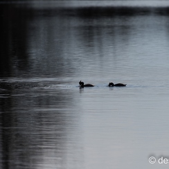 2015-03-17 225brenneD810