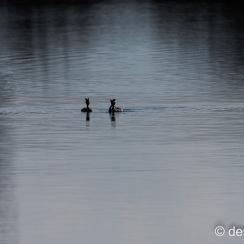 2015-03-17 222brenneD810