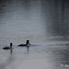 2015-03-17 219brenneD810