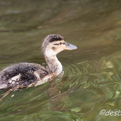 le teich 2014