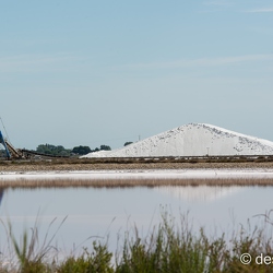 camargue