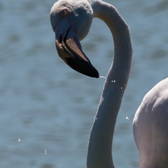 2013-08-11 250camargueD800E