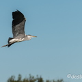 2013-08-11 310camargueD800E