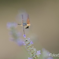 c etait du temps-296