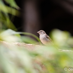 2012-07-06 245planeteD800