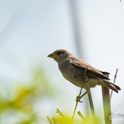 2012-07-06 248planeteD800