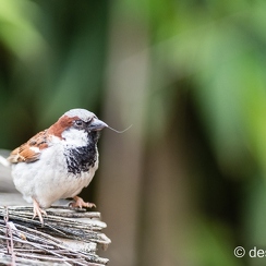 2012-07-06 296planeteD800