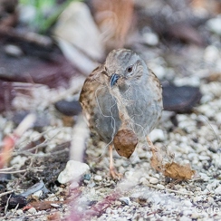 2014-03-28 39montbD800E