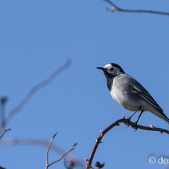 2015-03-17 136brenneD810-2