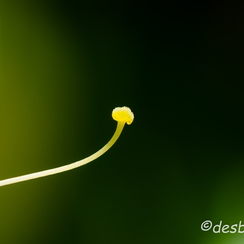 2011-08-30 593 prefaillesD7000