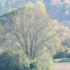 2011-10-31 386 loireD7000