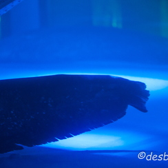 2010-05-11 28 aquariumD700