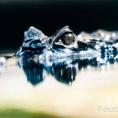 2010-05-11 79 aquariumD700