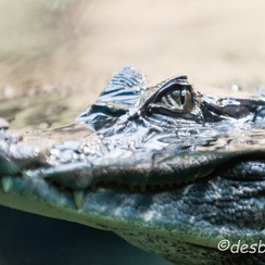 2010-05-11 93 aquariumD700