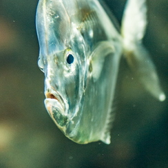 2010-05-11 145 aquariumD700