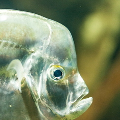 2010-05-11 149 aquariumD700