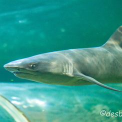 2010-05-11 169 aquariumD700
