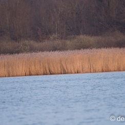 2016-03-22-1210{brenneD810}