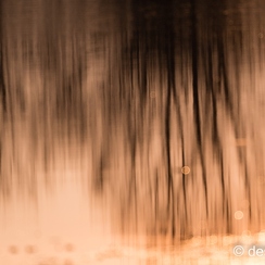2016-03-22-1218{brenneD810}-2