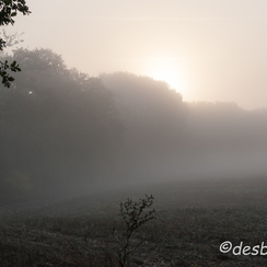 2008-10-11 129 automne