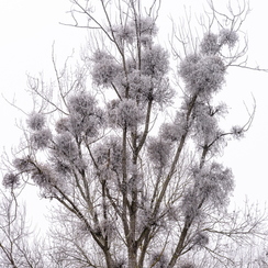 2017-01-01-237loireD810