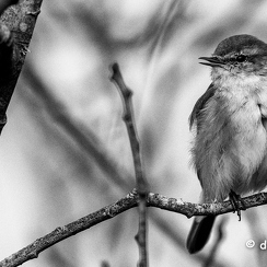 2015-03-15 14piafsD810-Modifier-2