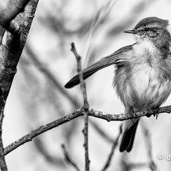 2015-03-15 10piafsD810-Modifier