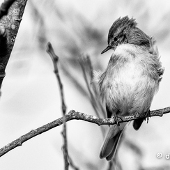 2015-03-15 21piafsD810-Modifier