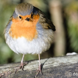rouge gorge