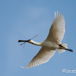2013-04-30 684sommeD800E