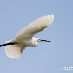 2014-05-04 57teichD800E
