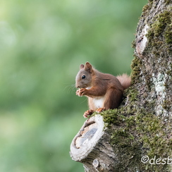 2017-08-17-048montbD500