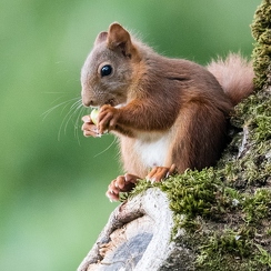 2017-08-17-061montbD500